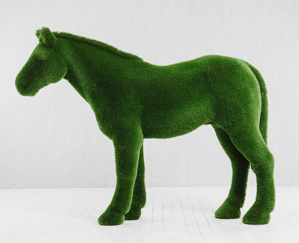 Caelis — Stallion Horse