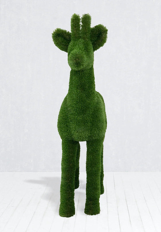 Alaric — Roe Buck