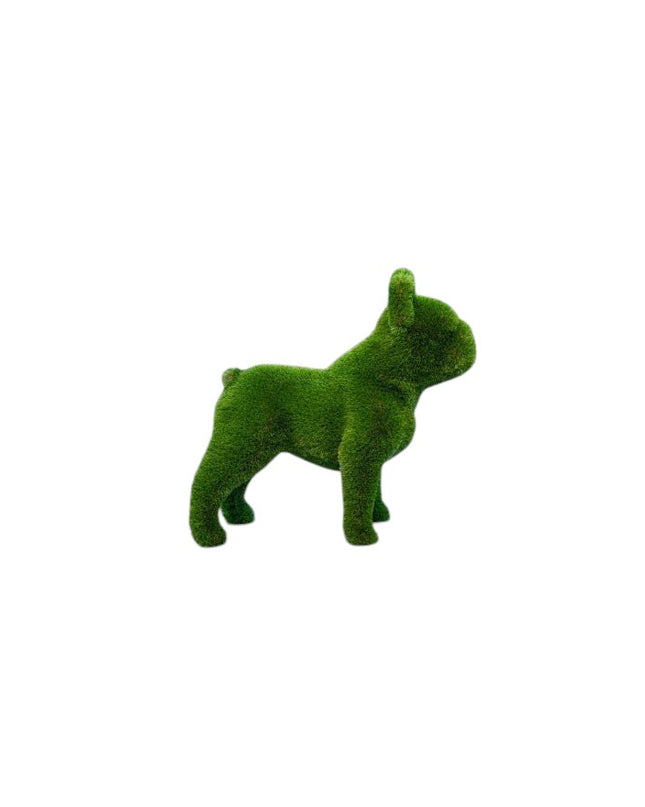 Louie — French Bulldog
