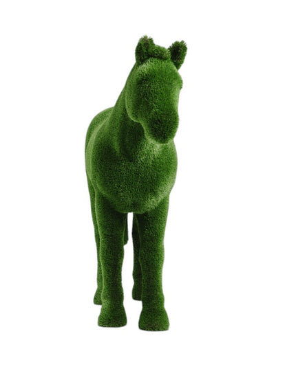 Caelis — Stallion Horse