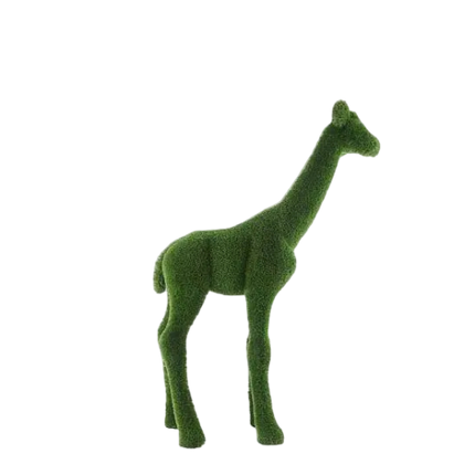 Glimmer — Giraffe