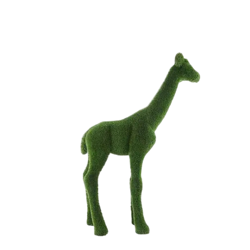 Glimmer — Giraffe
