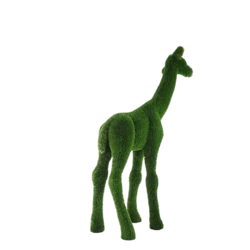 Glimmer — Giraffe